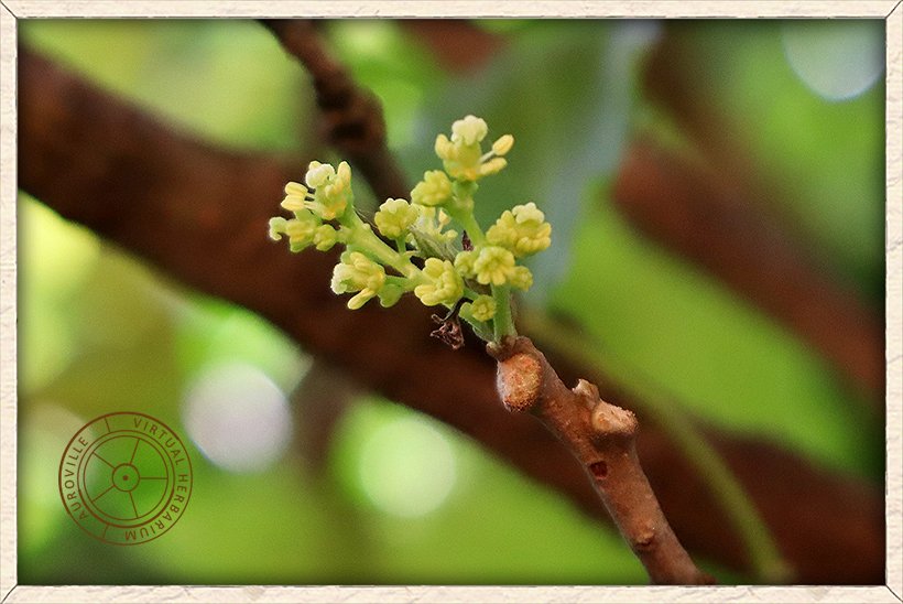 Schleichera oleosa bisexual flowers on stem