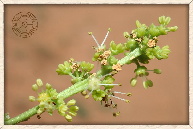 Schleichera oleosa male flowers with 5-6 stamens inserted within the disc and no petals