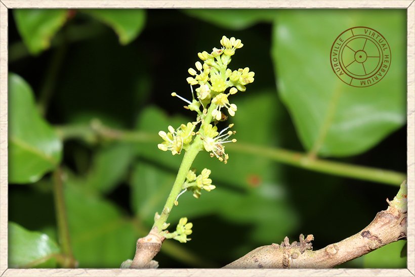 Schleichera oleosa male flowers