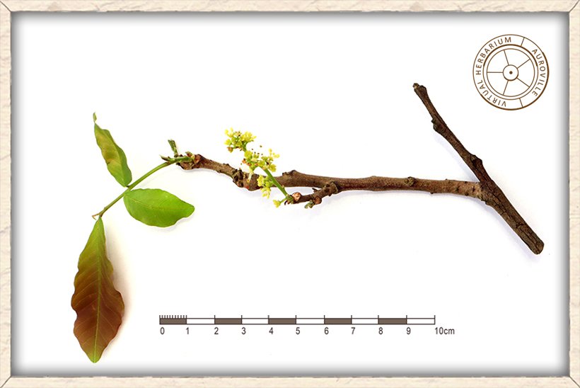 Schleichera oleosa inflorescence on stem