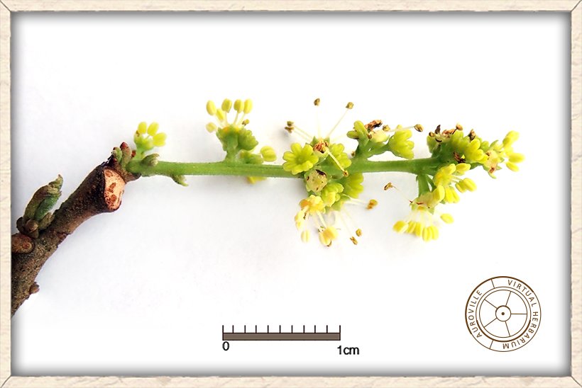 Schleichera oleosa male flowers in different stages