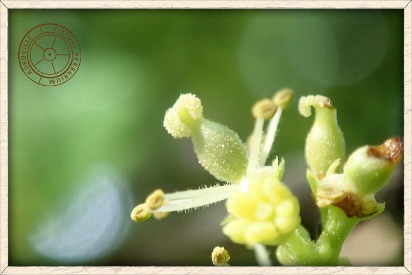 Schleichera oleosa bisexual flower with developed ovary
