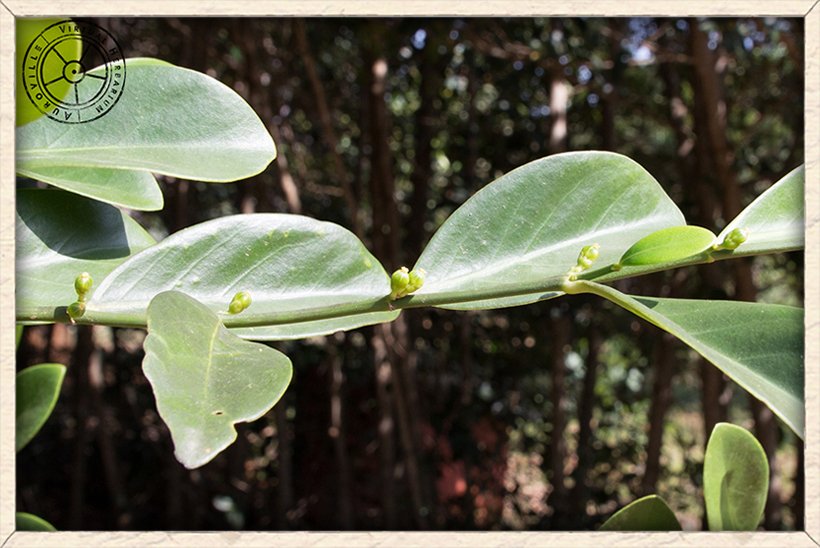 Suregada lanceolata female flowers on stem