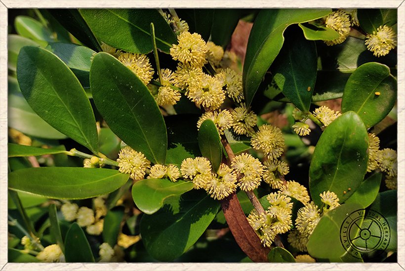 Suregada lanceolata blooming male flowers