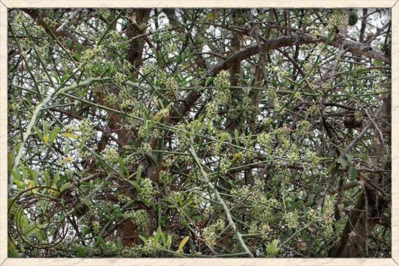 Balanites roxburghii tree in full bloom