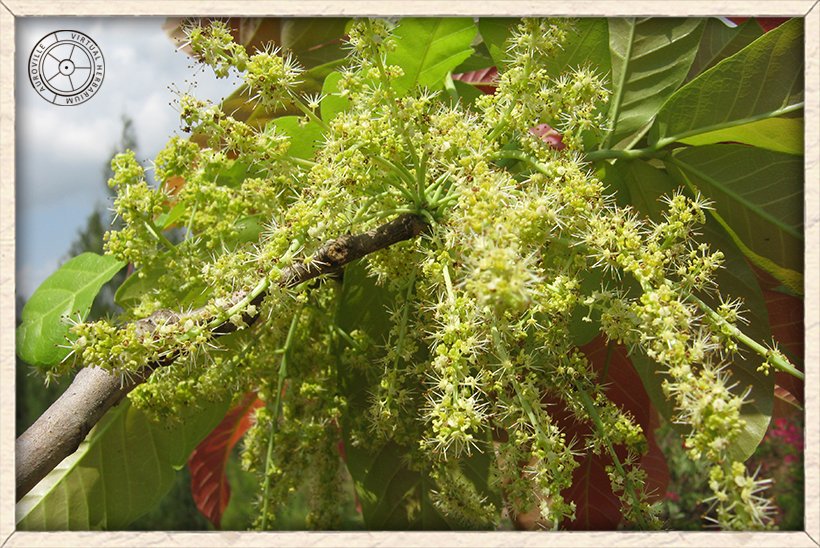 Schleichera oleosa flowers