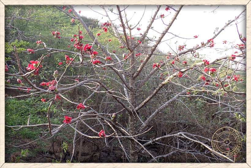 Bombax ceiba blooming leafless habit
