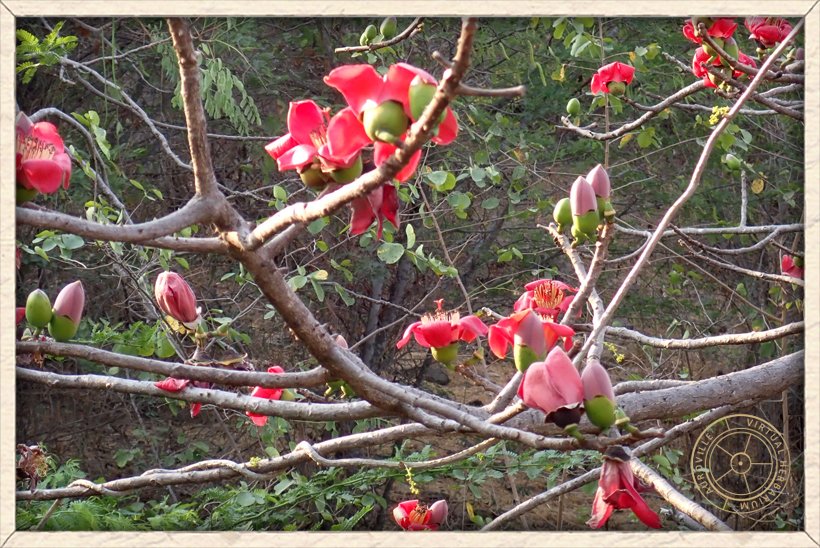Bombax ceiba flowers on stems