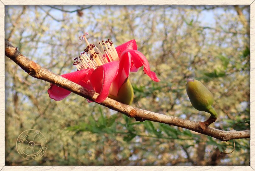 Bombax ceiba flower and flower bud on stem
