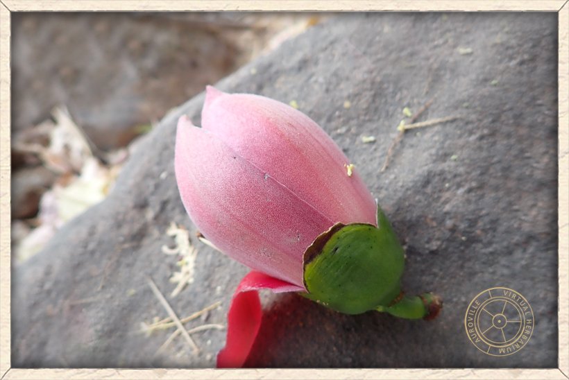 Bombax ceiba flower bud found on the ground