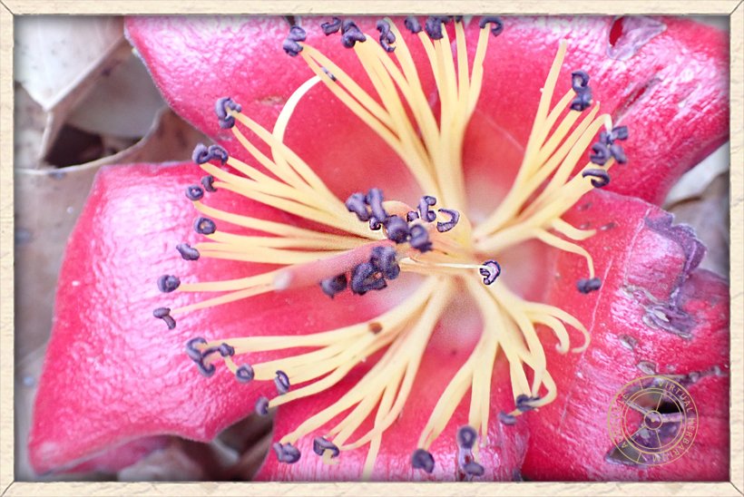 Bombax ceiba withered flower found on the ground
