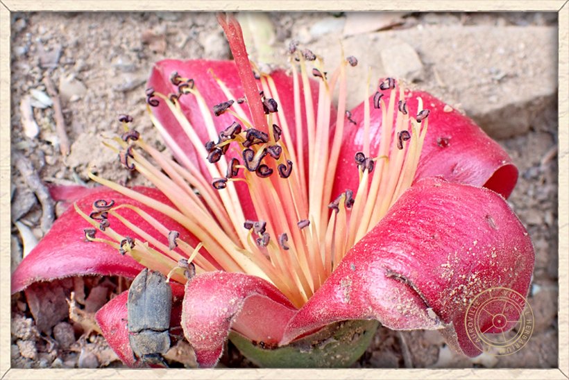 Bombax ceiba withered flower in profile showing large calyx, red stigma and multiple stamens