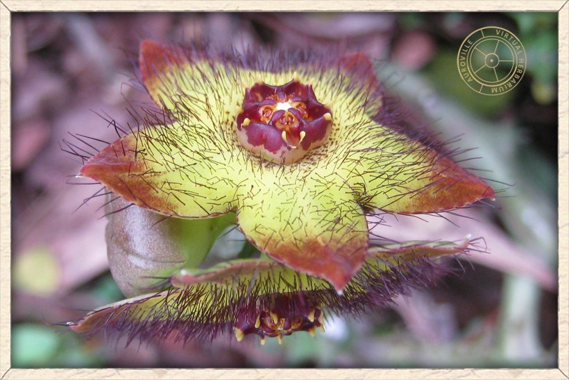 Boucerosia indica flower