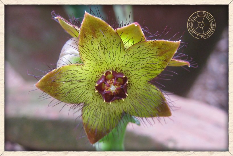 Boucerosia indica flower