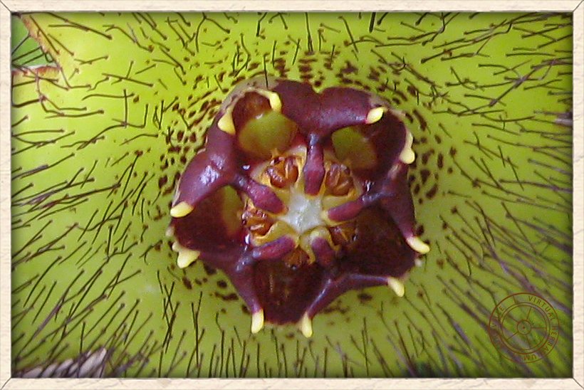 Boucerosia indica central corolla with minute yellow teeth