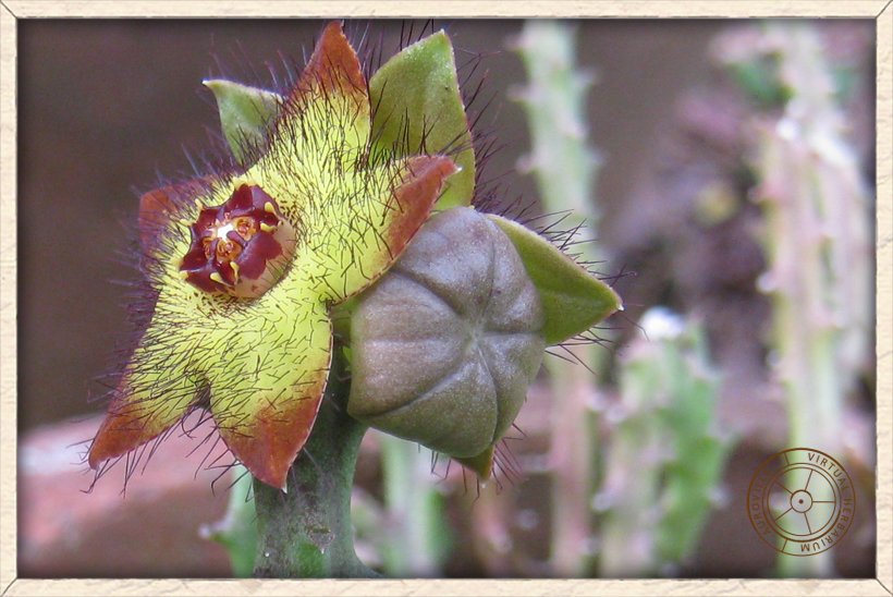 Boucerosia indica cyme at the end of the stem