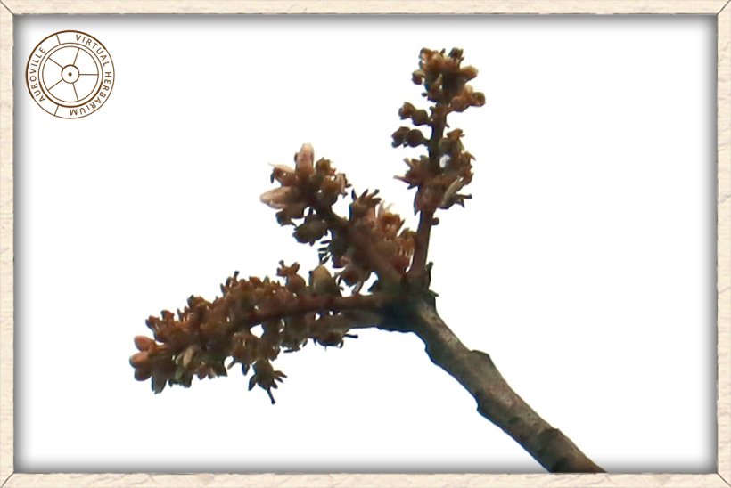Boswellia serrata terminal inflorescence on a barren tree