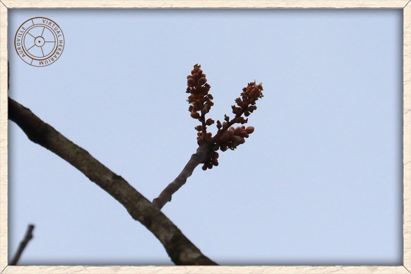 Boswellia serrata inflorescence