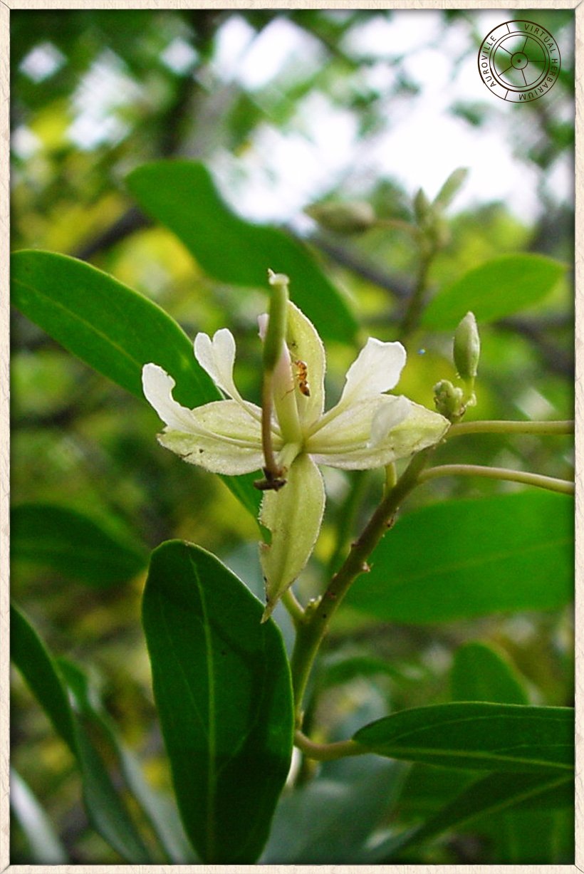 Cadaba fruticosa open flower with a long gynandrophore