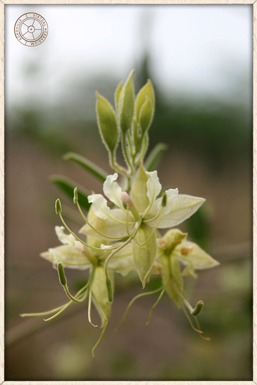 Cadaba fruticosa open flowers with 4 green sepals and 4 spathulate clawed white petals