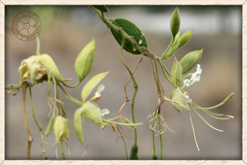 Cadaba fruticosa flowers profile with 4 exserted stamens