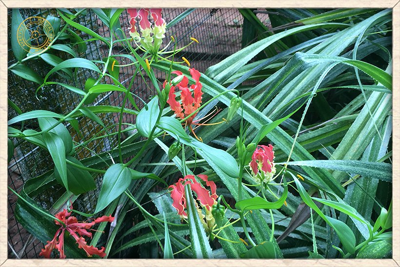 Gloriosa superba flowers