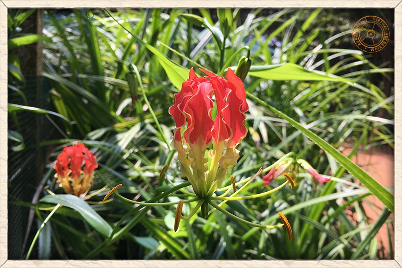 Gloriosa superba flowers on stem
