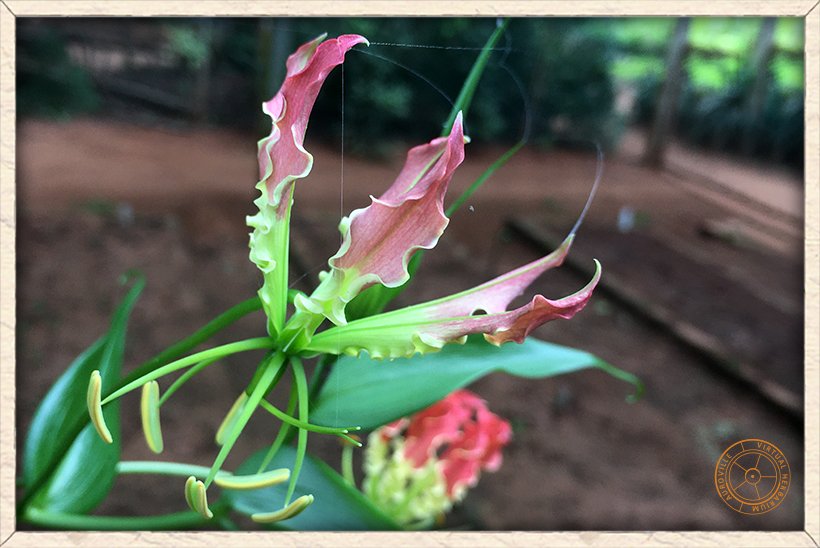 Gloriosa superba young flower not yet fully open