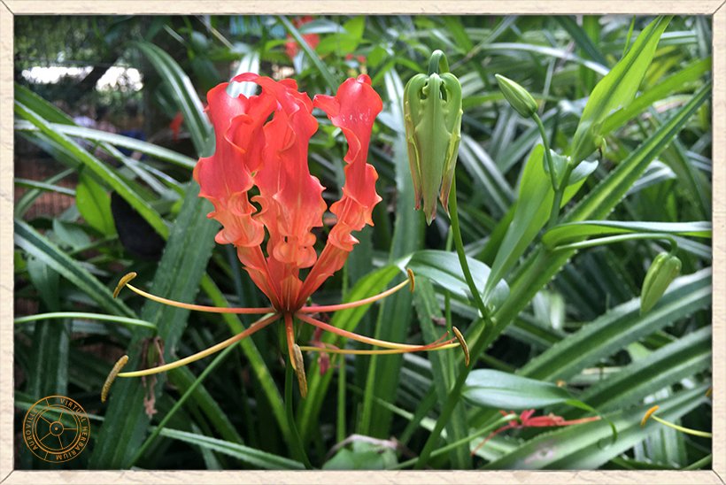 Gloriosa superba nearly withered flower
