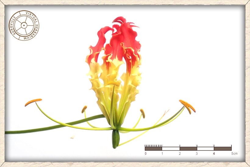 Gloriosa superba flower