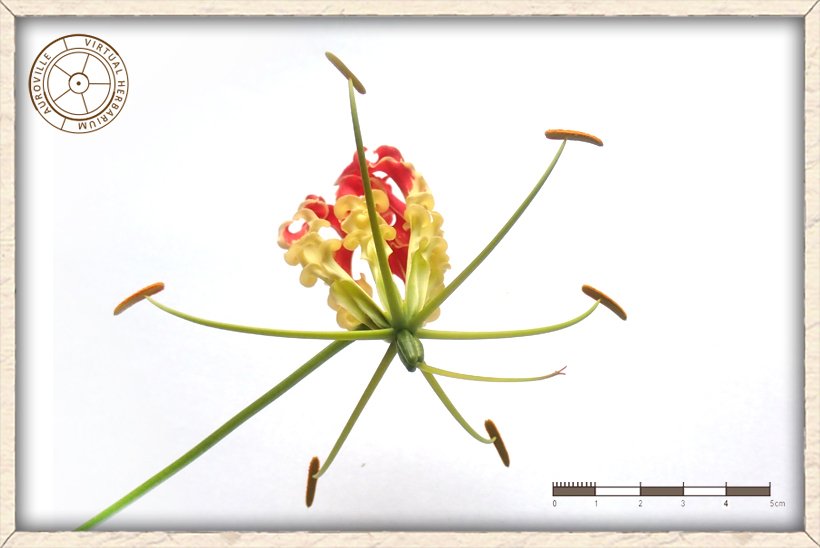 Gloriosa superba lower side of the flower