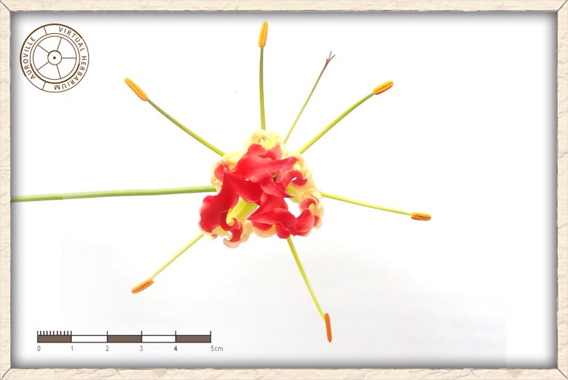 Gloriosa superba upper side of the flower
