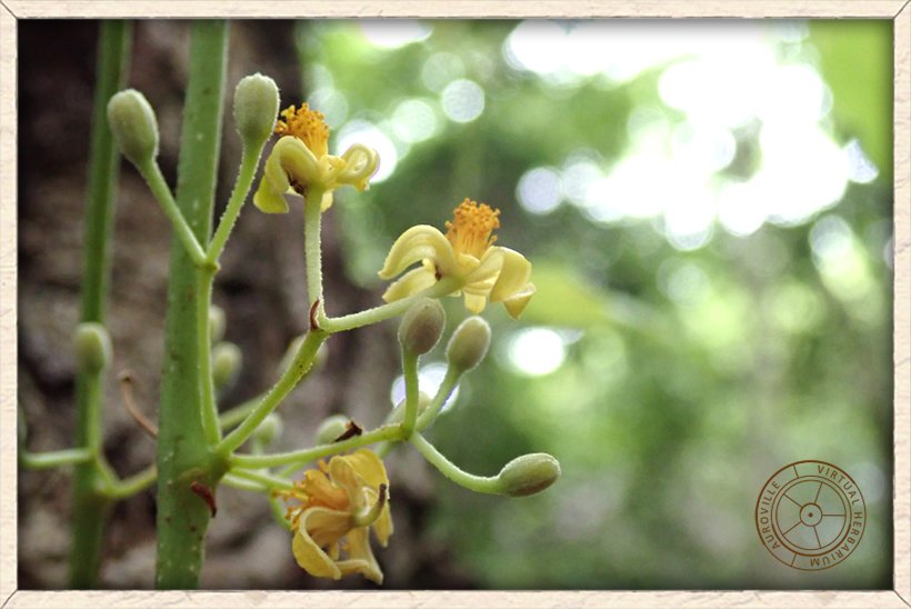 Grewia tiliifolia flowers and buds
