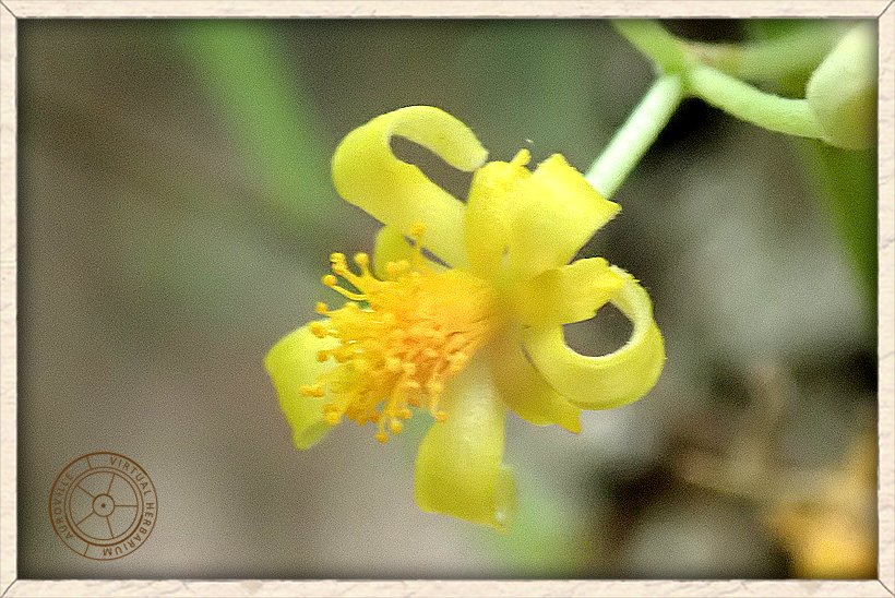 Grewia tiliifolia open flower with pubescent petals and many free stamens