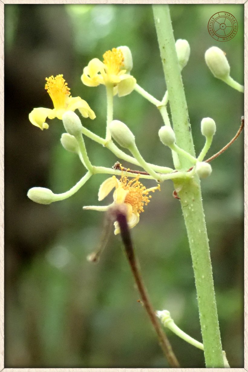 Grewia tiliifolia flowers growing in axillary cymes