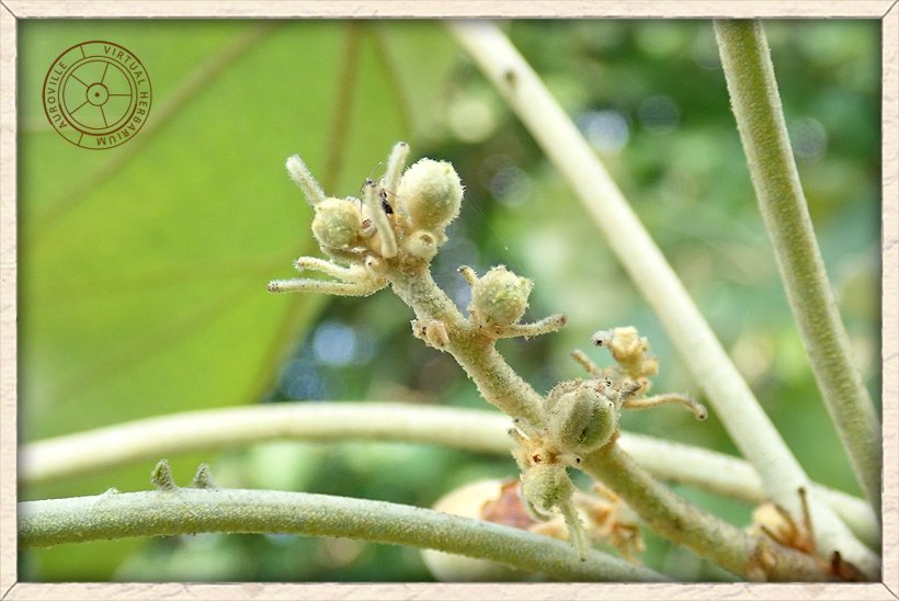 Givotia moluccana tomentose flower buds