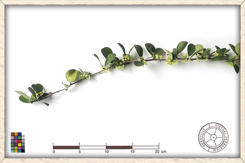 Gymnosporia emarginata flowers on stem