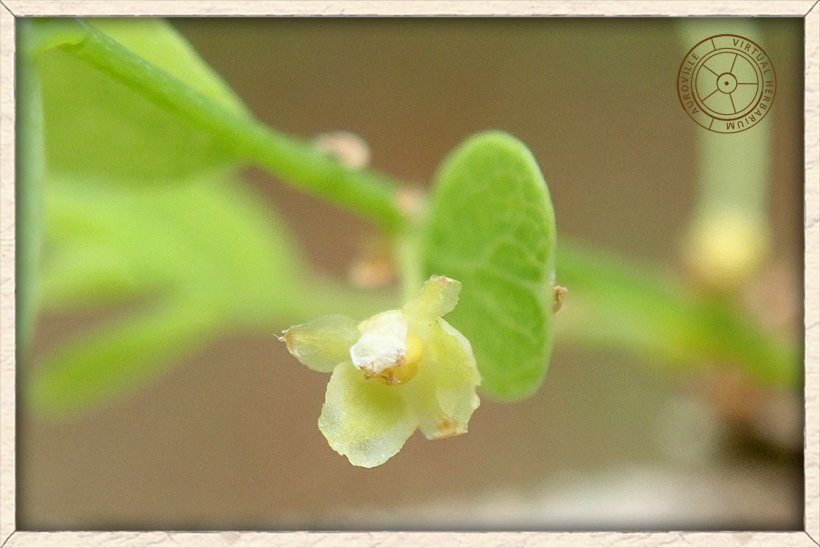 Phyllanthus pinnatus flower