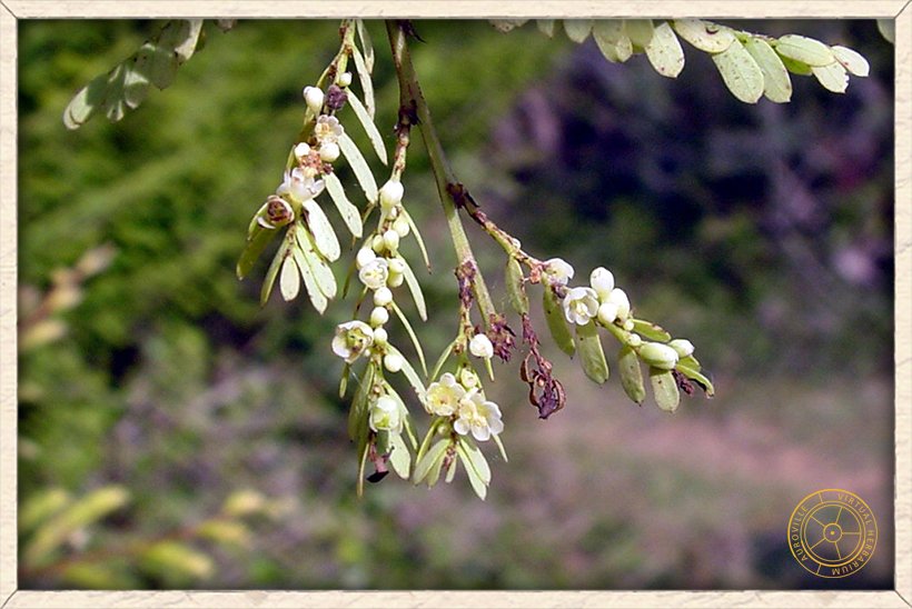 Phyllanthus racemosus inflorescence