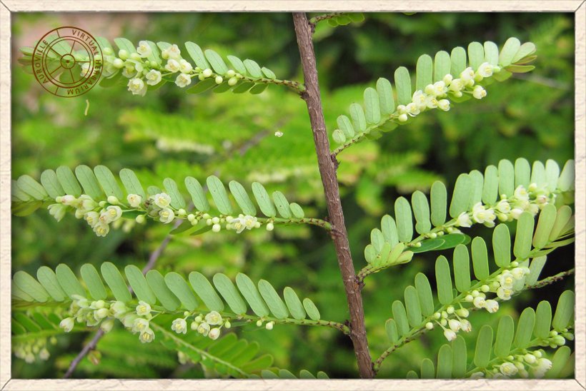 Phyllanthus racemosus stem with leaves and flowers