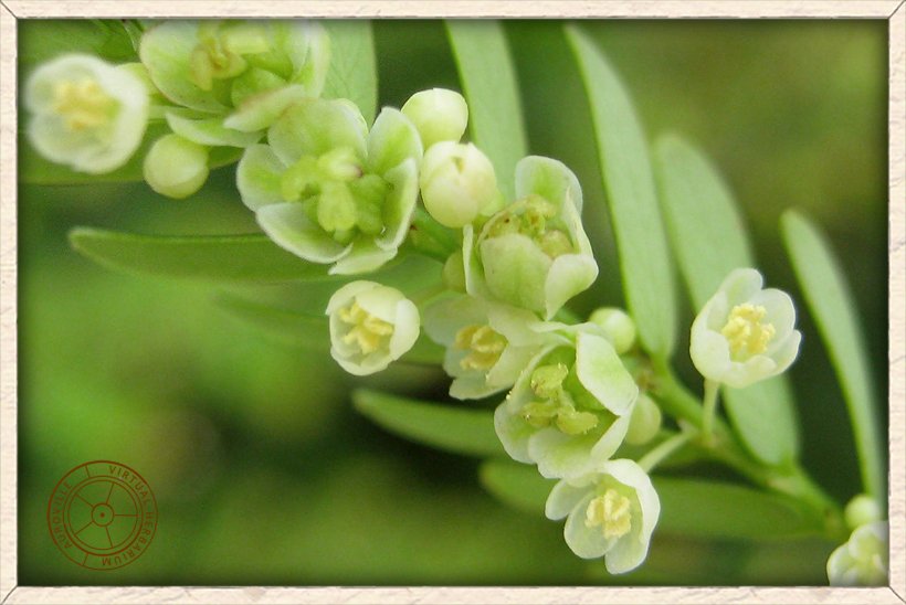 Phyllanthus racemosus open flowers
