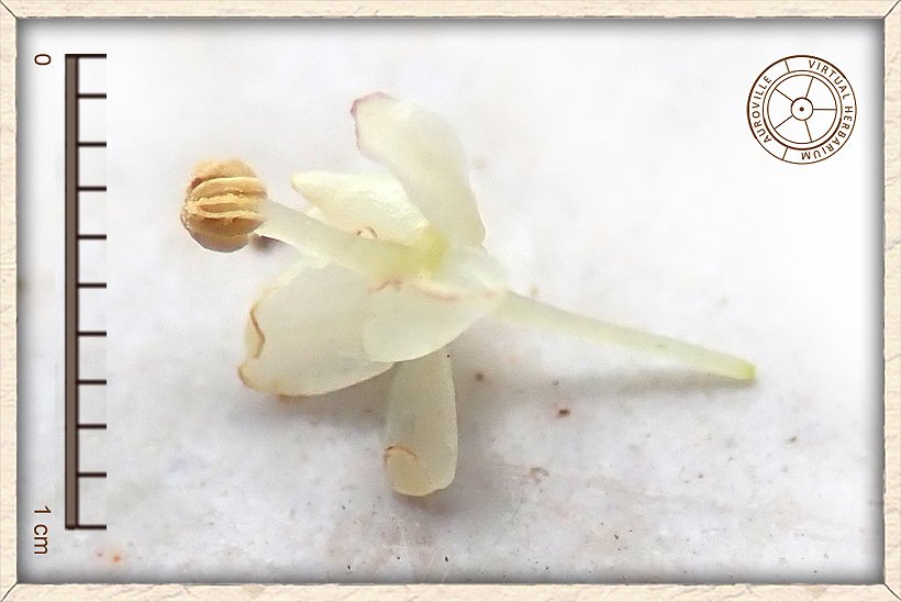 Phyllanthus racemosus small flower with the stamens are united in one column