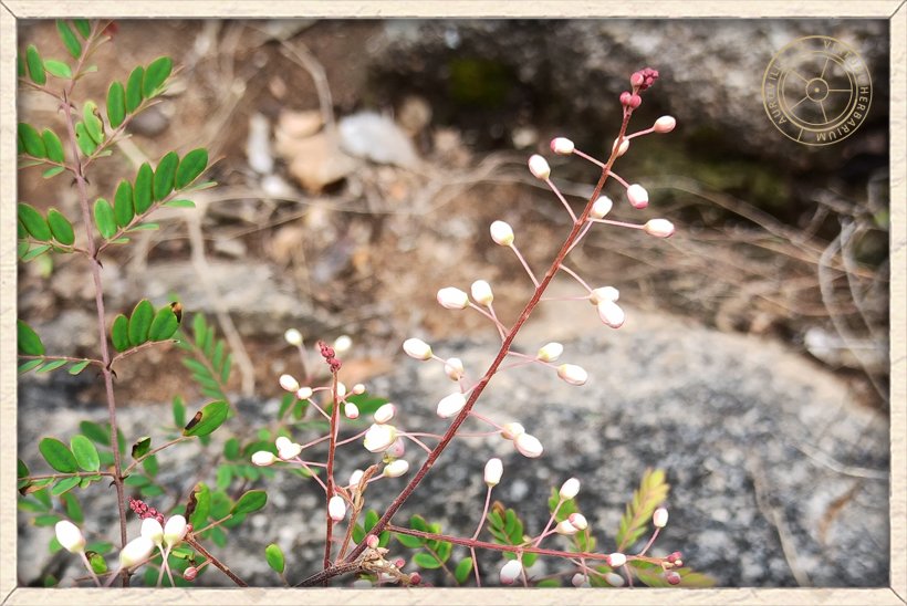 Pterolobium hexapetalum flowers in racemes