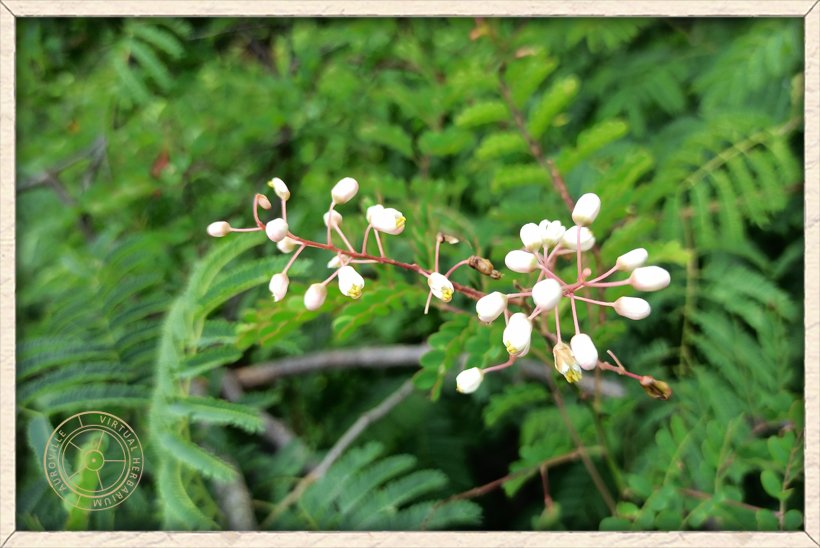 Pterolobium hexapetalum flowers