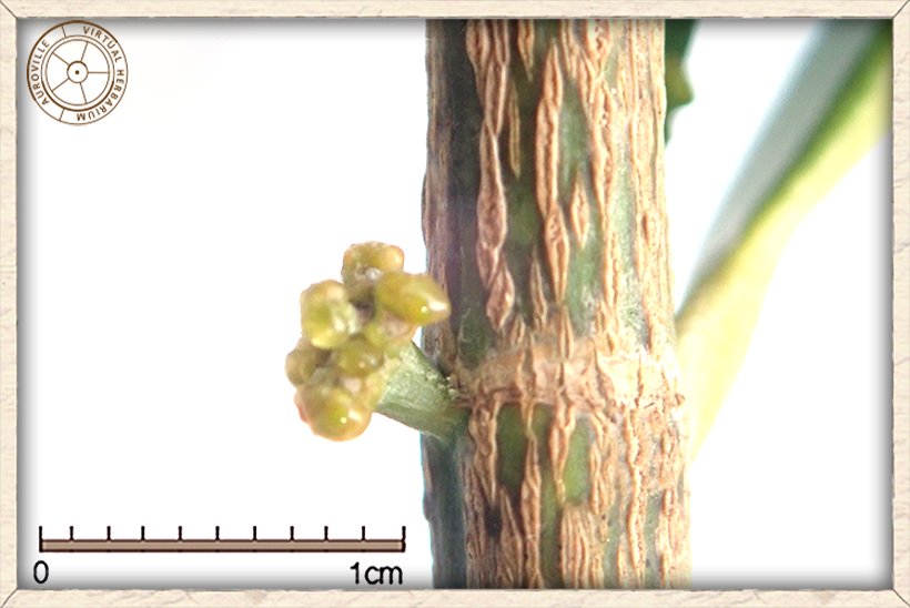 Suregada lanceolata flower buds