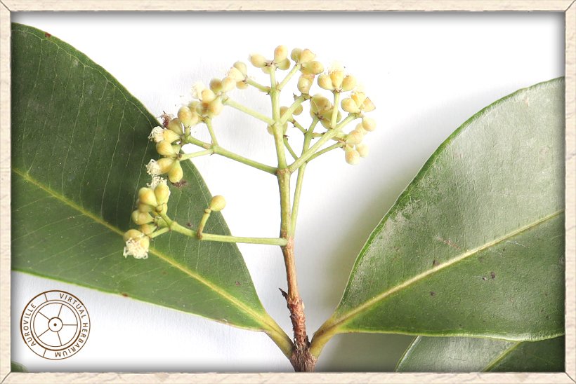 Syzygium caryophyllatum flowers in cymes