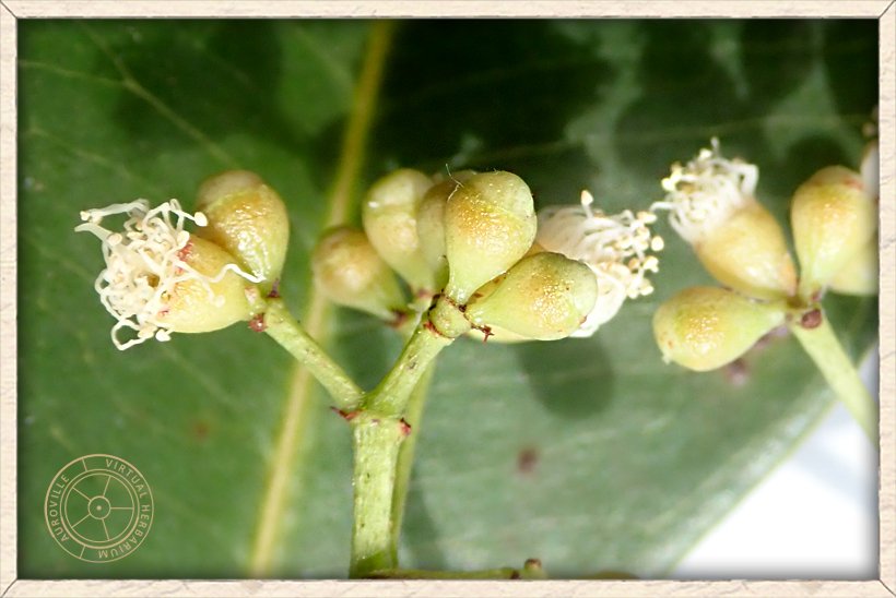 Syzygium caryophyllatum flowers