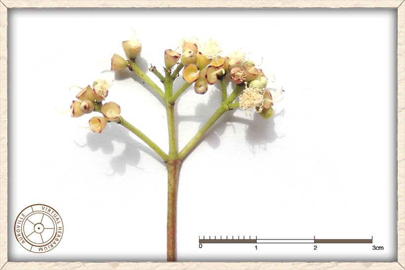 Syzygium caryophyllatum inflorescence