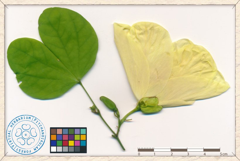 leaf-opposed pair of flowers (one of which is still a bud)