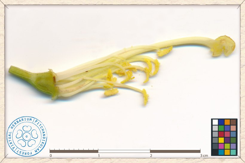 reproductive structures